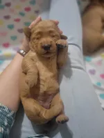 AKC Red , a female Golden Retriever for sale in Hewitt, TX – Photo 1 of 5