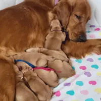 AKC Red , a female Golden Retriever for sale in Hewitt, TX – Photo 2 of 5