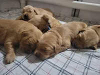 AKC Red , a female Golden Retriever for sale in Hewitt, TX – Photo 4 of 5