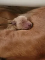 AKC Red , a male Golden Retriever for sale in Hewitt, TX – Photo 1 of 3