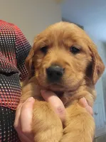 AKC Red , a female Golden Retriever for sale in Hewitt, TX – Photo 5 of 5