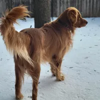 AKC Red , a female Golden Retriever for sale in Hewitt, TX – Photo 3 of 5