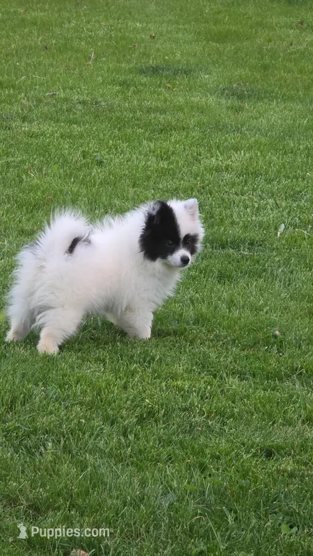 Dominoe – Pomsky puppy for sale in Indianapolis, IN