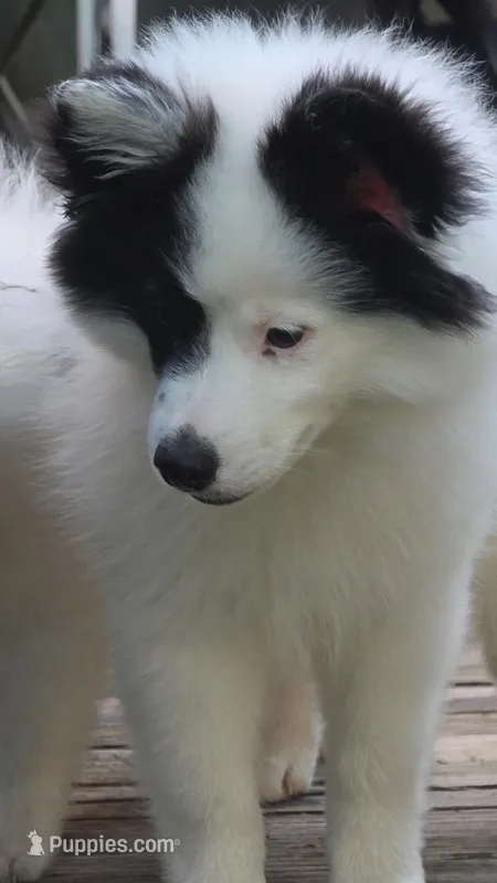 Dice – Pomsky puppy for sale in Indianapolis, IN