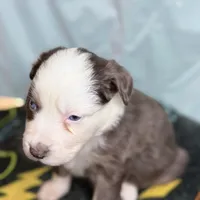 processed/c2039726-bf33-4f56-8c18-42c6c5276a3d/listing/3b4b690d-b555-470b-aa68-fd61992a53df/5e7d4287-dde1-4777-bf9f-a10bcb9ee7f8