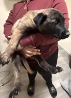 Chocolate, a male Belgian Shepherd Dog for sale in Norwalk, CT – Photo 2 of 2