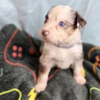 Moon, a female Australian Shepherd and Border Collie for sale in Norwalk, CT – Photo 3 of 3