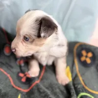 Moon, a female Australian Shepherd and Border Collie for sale in Norwalk, CT – Photo 2 of 3
