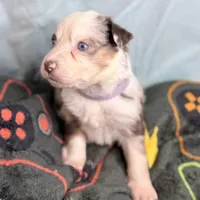 Moon, a female Australian Shepherd and Border Collie for sale in Norwalk, CT – Photo 1 of 3