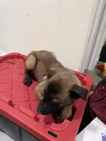 Cafe , a male Belgian Shepherd Dog for sale in Norwalk, CT – Photo 3 of 4