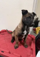 Cafe , a male Belgian Shepherd Dog for sale in Norwalk, CT – Photo 2 of 4