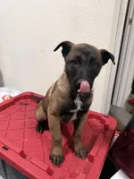 Cafe , a male Belgian Shepherd Dog for sale in Norwalk, CT – Photo 1 of 4