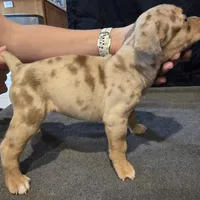 Patches, a female American Bully for sale in Willits, CA – Photo 5 of 10