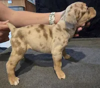 Patches, a female American Bully for sale in Willits, CA – Photo 5 of 10