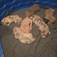 Patches, a female American Bully for sale in Willits, CA – Photo 7 of 10