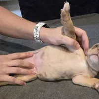 Patches, a female American Bully for sale in Willits, CA – Photo 4 of 10