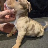 Patches, a female American Bully for sale in Willits, CA – Photo 3 of 10