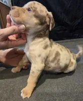 Patches, a female American Bully for sale in Willits, CA – Photo 3 of 10