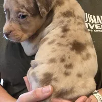 Patches, a female American Bully for sale in Willits, CA – Photo 2 of 10