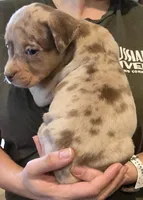 Patches, a female American Bully for sale in Willits, CA – Photo 2 of 10