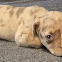 Patches, a female American Bully for sale in Willits, CA – Photo 8 of 10