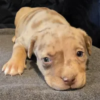 Patches, a female American Bully for sale in Willits, CA – Photo 1 of 10