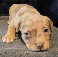 Patches, a female American Bully for sale in Willits, CA – Photo 1 of 10