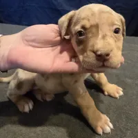 Patches, a female American Bully for sale in Willits, CA – Photo 6 of 10