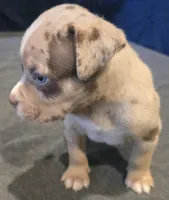 Chocolate Chip, a male American Bully for sale in Willits, CA – Photo 4 of 10