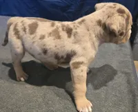 Chocolate Chip, a male American Bully for sale in Willits, CA – Photo 5 of 10