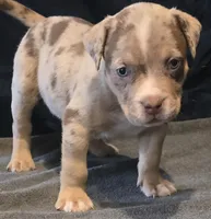 Chocolate Chip, a male American Bully for sale in Willits, CA – Photo 7 of 10