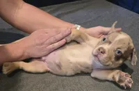 Chocolate Chip, a male American Bully for sale in Willits, CA – Photo 3 of 10