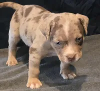 Chocolate Chip, a male American Bully for sale in Willits, CA – Photo 6 of 10