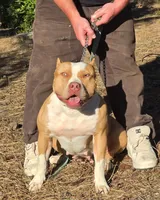 Snickers, a female American Bully for sale in Willits, CA – Photo 9 of 10