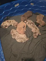 Precious, a female American Bully for sale in Willits, CA – Photo 8 of 10