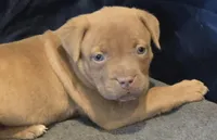 Precious, a female American Bully for sale in Willits, CA – Photo 4 of 10