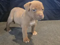 Precious, a female American Bully for sale in Willits, CA – Photo 5 of 10