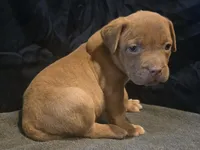 Precious, a female American Bully for sale in Willits, CA – Photo 3 of 10