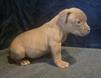 Precious, a female American Bully for sale in Willits, CA – Photo 6 of 10