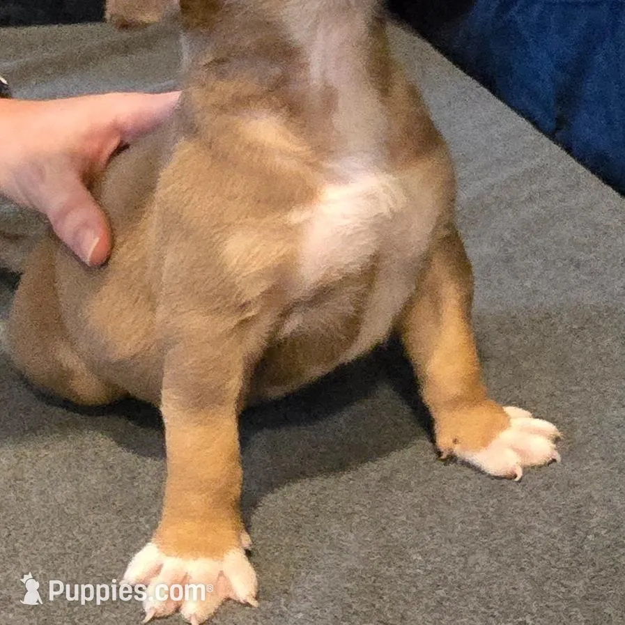 Slash, a male American Bully for sale in Willits, CA – Photo 2 of 10