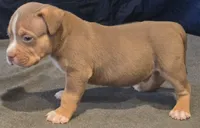 Slash, a male American Bully for sale in Willits, CA – Photo 5 of 10