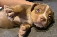 Slash, a male American Bully for sale in Willits, CA – Photo 7 of 10