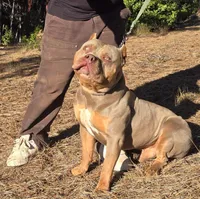 Slash, a male American Bully for sale in Willits, CA – Photo 9 of 10