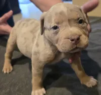 Oreo, a female American Bully for sale in Willits, CA – Photo 2 of 10