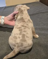 Oreo, a female American Bully for sale in Willits, CA – Photo 5 of 10