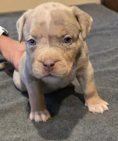 Oreo, a female American Bully for sale in Willits, CA – Photo 1 of 10