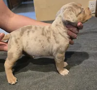 Oreo, a female American Bully for sale in Willits, CA – Photo 4 of 10