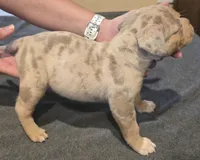 Oreo, a female American Bully for sale in Willits, CA – Photo 3 of 10