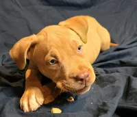 Snickers, a female American Bully for sale in Willits, CA – Photo 5 of 10