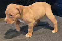 Snickers, a female American Bully for sale in Willits, CA – Photo 3 of 10